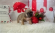 Cute french bulldogs for rehome for best homes